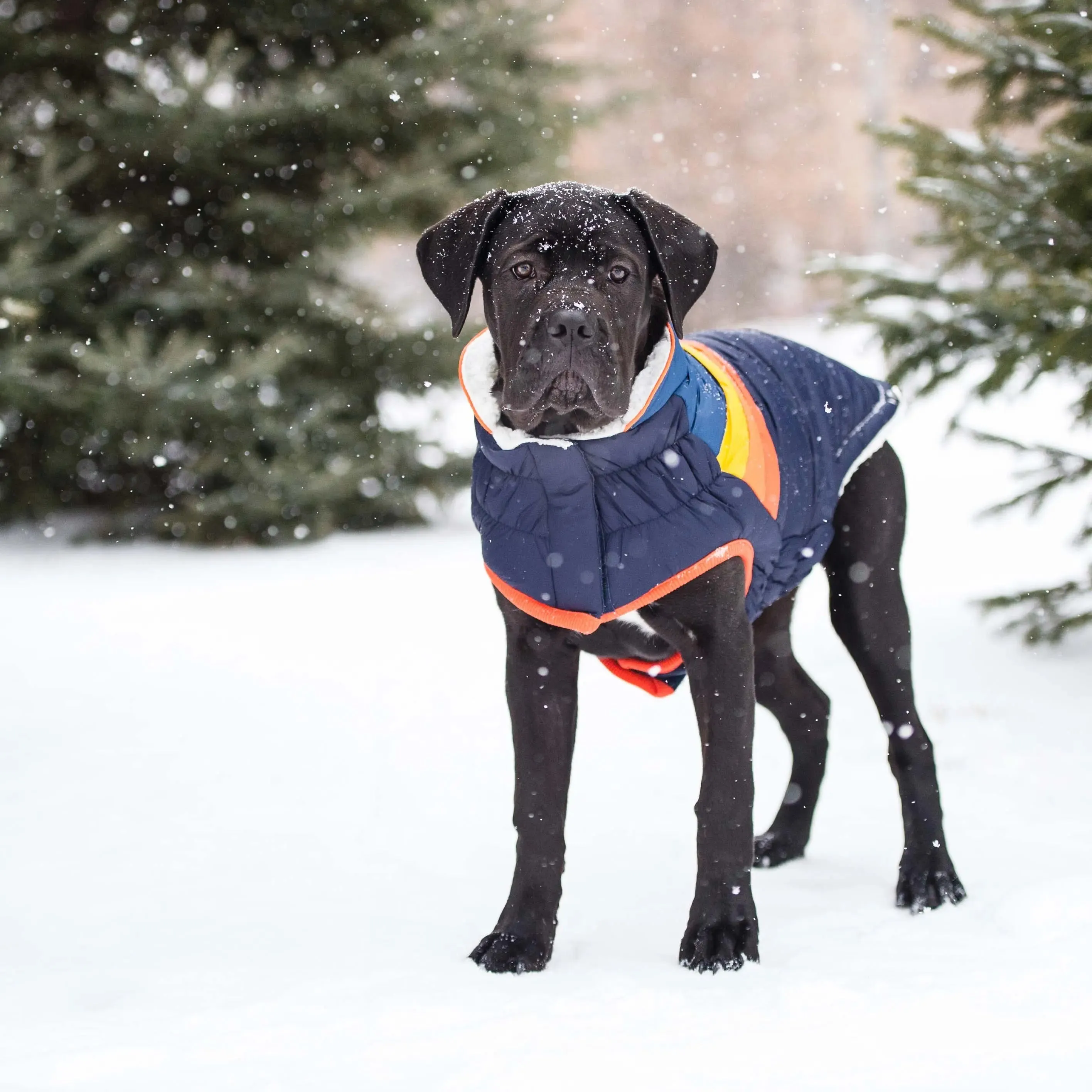 Summit Dog Puffer | Navy